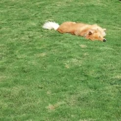 Dog Tuff™ Grass Plugs -Sosoli Plant Shop dog tuff grass hblb870 with dog