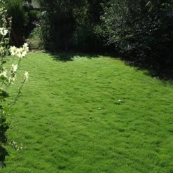 Dog Tuff™ Grass Plugs -Sosoli Plant Shop dog tuff grass plug lawn