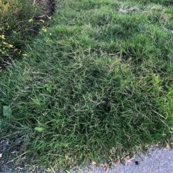 Dog Tuff™ Grass Plugs -Sosoli Plant Shop dog tuff grass plugs close