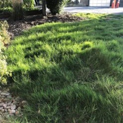 Dog Tuff™ Grass Plugs -Sosoli Plant Shop dog tuff grass plugs dog friendly grass