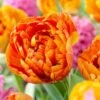 Sunlover Double Late Tulip -Sosoli Plant Shop double late tulip sunlover orange cropped