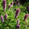 Dwarf Leadplant (Amorpha) -Sosoli Plant Shop dwarf leadplant amorpha amorpha nana flowers