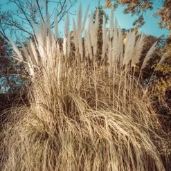 Dwarf Pampas Grass -Sosoli Plant Shop dwarf pampas grass winter