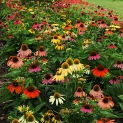 Cheyenne Spirit Echinacea -Sosoli Plant Shop echinacea cheyenne spirit 600