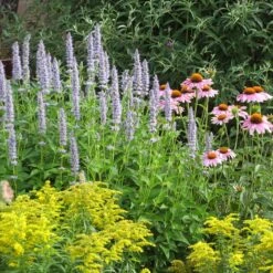Blue Fortune Agastache -Sosoli Plant Shop echinacea purpurea agastache blue fortune solidago