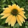 Mellow Yellows Echinacea -Sosoli Plant Shop echinacea purpurea mellow yellow