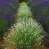 Edelweiss Lavender -Sosoli Plant Shop edelweiss lavender garden meadow 1