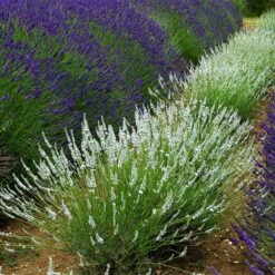 Edelweiss Lavender -Sosoli Plant Shop edelweiss lavender pale lavender spikes 1