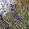 Buena Vista English Lavender -Sosoli Plant Shop emmis oure lavandula buena vista flower