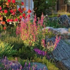 Coconino County Desert Penstemon -Sosoli Plant Shop emmis oure penstemon coconino county 6 cropped 1