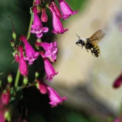 Coconino County Desert Penstemon -Sosoli Plant Shop emmis oure penstemon coconino county with bee cropped 1