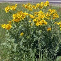 Engelmann's Daisy (Engelmannia) 8 Engelmann's Daisy (Engelmannia) -Sosoli Plant Shop engelmannia texas roadway pgh 1