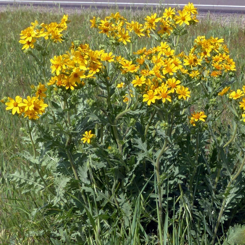 Engelmann's Daisy (Engelmannia) 5 Engelmann's Daisy (Engelmannia) - Image 3