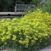 Kannah Creek® Sulphur Buckwheat 2 Kannah Creek® Sulphur Buckwheat -Sosoli Plant Shop eriogonum umbellatum kanah creek 5
