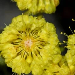 Kannah Creek® Sulphur Buckwheat -Sosoli Plant Shop eriogonum umbellatum sulphurflower buckwheat 1