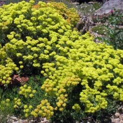 Kannah Creek® Sulphur Buckwheat -Sosoli Plant Shop eriogonum umbellatum v aureum kanah creek 49695 1