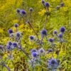 Blue Glitter Sea Holly (Eryngium) -Sosoli Plant Shop eryngium blue glitter web