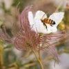 Apache Plume (Fallugia) -Sosoli Plant Shop fallugia paradoxa bee seed head cropped