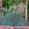 Siskiyou Blue Fescue Grass 2 Siskiyou Blue Fescue Grass -Sosoli Plant Shop festuca idahoensis siskiyou blue 4