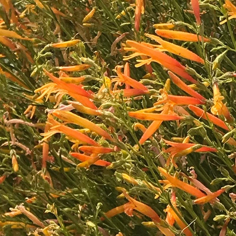 FlowerKisser® Citrus Surprise Penstemon 4 FlowerKisser® Citrus Surprise Penstemon - Image 2