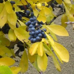 Berry Girl New Mexico Privet -Sosoli Plant Shop forestiera neomexicana fall foliage and fruit 52550 1
