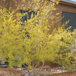 Berry Girl New Mexico Privet -Sosoli Plant Shop forestiera neomexicana 52550 fall 1