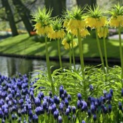 Yellow Crown Imperial -Sosoli Plant Shop fritallarialutea 1