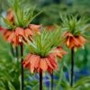 Red Crown Imperial 1 Red Crown Imperial -Sosoli Plant Shop fritillariared 1