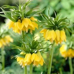 Yellow Crown Imperial -Sosoli Plant Shop fritillariayellow1 1
