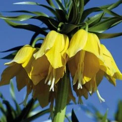 Yellow Crown Imperial -Sosoli Plant Shop fritillariayellow 1