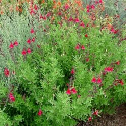 Furman's Red Texas Salvia 9 Furman's Red Texas Salvia -Sosoli Plant Shop furmans red texas salvia