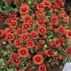 Arizona Red Shades Gaillardia -Sosoli Plant Shop gaillardia arizona red shades flowers