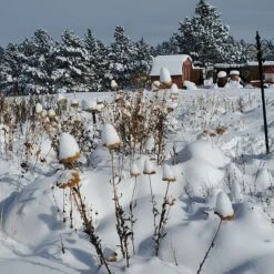 Coronation Gold Yarrow -Sosoli Plant Shop garden in snow dianeoneil