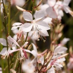 Snow Fountain Gaura 9 Snow Fountain Gaura -Sosoli Plant Shop gaura lindheimeri snowfountain bloom