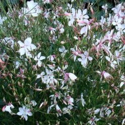 Snow Fountain Gaura 8 Snow Fountain Gaura -Sosoli Plant Shop gaura snow fountain plant haven