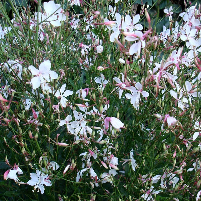 Snow Fountain Gaura 5 Snow Fountain Gaura - Image 3