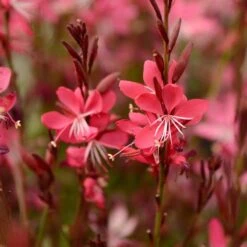 Sosoli Plant Shop 32 Sosoli Plant Shop -Sosoli Plant Shop gaura whiskers deep rose