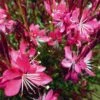 Whiskers Deep Rose Gaura -Sosoli Plant Shop gaura whiskers deep rose 2 1