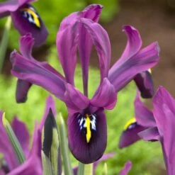 George Specie Iris (Mini Iris) -Sosoli Plant Shop george mini iris specie iris purple