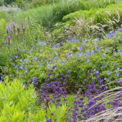 Johnson's Blue Geranium -Sosoli Plant Shop geranium johnsons blue in garden cropped 19
