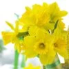 Gigantic Star Large Cupped Daffodil -Sosoli Plant Shop gigantic star daffodil narcissus cropped