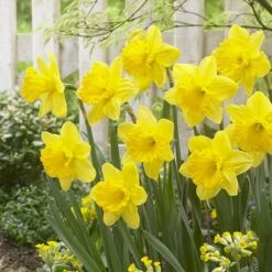 Gigantic Star Large Cupped Daffodil -Sosoli Plant Shop gigantic star daffodil narcissus cropped 1