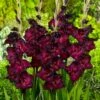 Espresso Gladiolus 2 Espresso Gladiolus -Sosoli Plant Shop gladiolus espresso flwoer blooms garden