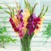 Mardi Gras Gladiolus Mix -Sosoli Plant Shop gladiolus mardi gras mix