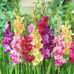 Rainbow Gladiolus Mix -Sosoli Plant Shop gladiolusmix3 1