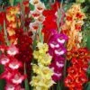 Parrot Gladiolus Mix 2 Parrot Gladiolus Mix -Sosoli Plant Shop gladiolusparrotmix1 1