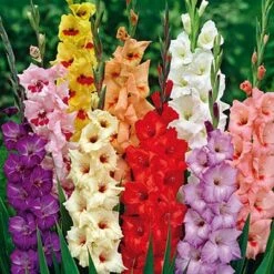 Rainbow Gladiolus Mix -Sosoli Plant Shop gladiolusrainbowmix 3