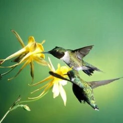 Golden Spur Columbine -Sosoli Plant Shop golden spur columbine aquilegia