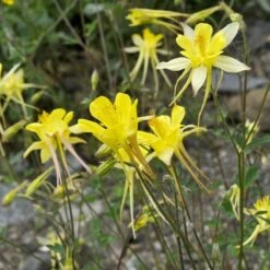 Golden Spur Columbine -Sosoli Plant Shop golden spur columbine aquilegia