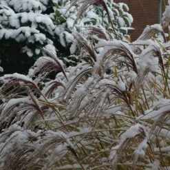 Gracillimus Miscanthus Grass -Sosoli Plant Shop gracillimus miscanthus grass